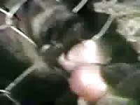 Odd and completely crazy animal fetish movie features dude letting bear lick his hard cock