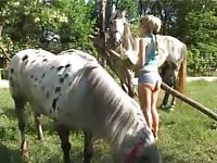 Horse Story DVD - Once shy animal sex friendly teen sucking a horse in hopes the beast will blow its load in her