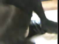 Sex-addicted never before seen plumper mounted and screwed deep by horny large K9 friend