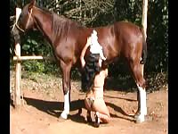 Horse Story DVD - Brunette amateur college-aged hussy showing off her cock sucking abilities on a large horse