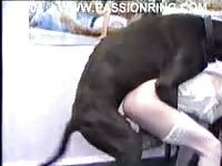 Impulsive animal fetish vid featuring a amateur mom banged by huge dog and a large dildo