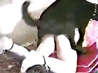 Energetic dog absolutely pounding this amateur wife's tight pussy
