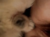 Closeup homemade amateur bestiality sex video features boyfriend fucked by his big dog