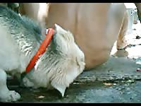 Wanting amateur satisfies her craving for anal play by welcoming K9 to eat her nasty asshole