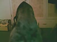 Older tramp getting her shaved hole screwed by an endowed dog in this animal fucking video