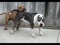 Large strong four legged mutt gets horny and tries to have its way with another beast here