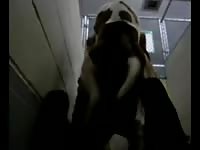 College-aged slut getting her soaked hole screwed massive K9 in this beast fuck movie