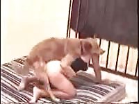Older tramp getting her soaking wet hole screwed by an enormous K9 in this beast sex flick