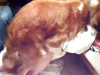 Pinned down young married how enjoys deep pussy fucking from large red animal in this vid