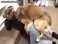 Prepared housewife shows off her crotchless jeans before inviting bestiality sex with a dog