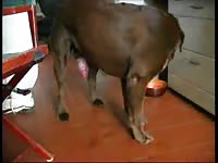 Homeowner captures the fun as their well-endowed horny dog cums all over the kitchen floor