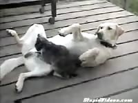 Exciting hardcore bestiality sex compilation video features Asian whores screwing beasts