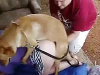 Happy couple let their dog fuck the neighbour's wife
