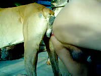 Curious guy ends up getting knotted in by his worked-up dog while trying bestiality sex