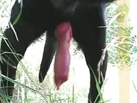 Proud animal owner couldn't help but record their beast as is stood with a raging hard cock