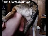 Happy dudes let their balls swing as they take beast cock doggystyle in this animal collection