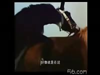 Sensational zoo fetish video captured by a worker that features a mule banging a horse