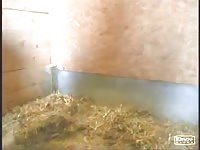 Amazing never before seen twink getting stuffed by a mini horse in this crazy bestiality vid