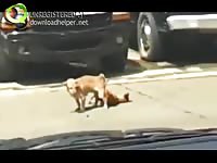Lucky driver comes across two animals stuck together during a hardcore fucking session