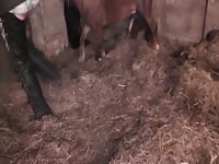 Mini horse grabs on to petite white and fucks her pussy deep and hard before cumming