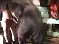 Curious middle aged dude drops his undies and pants for anal pounding from a huge horse