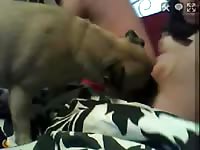 Dirty live streaming webcam slut exposes her pussy and masturbates during her first show