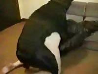 College-aged whore getting her soaked cunt nailed by an enormous K9 in this zoo sex movie
