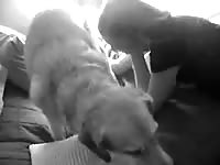 Pair of girlfriends giggle as one of the girls grabs a dogs cock and begins to jerk the animal off