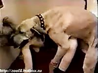 Skinny amateur housewife mounted and drilled wonderfully from behind by enormous dog
