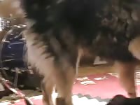 111 rusz russian bestiality 2018 zoo sex from moscow
