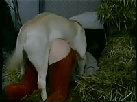 167 rusz russian bestiality 2018 zoo sex from moscow