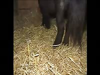 345 rusz russian bestiality 2018 zoo sex from moscow