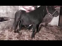 353 rusz russian bestiality 2018 zoo sex from moscow