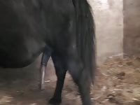 354 rusz russian bestiality 2018 zoo sex from moscow