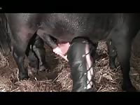 359 rusz russian bestiality 2018 zoo sex from moscow