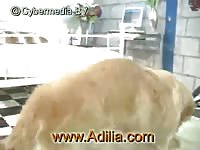 Adilia labrador quickie