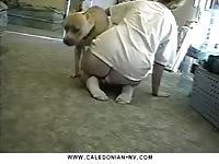 Caledonian big butt girl and her boxer