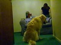 Caledonian humping shylark