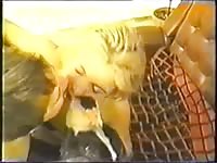 Canines kiss and knot animals fucking humans petsex com