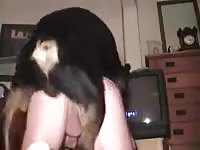Dog fucks man rotties balls
