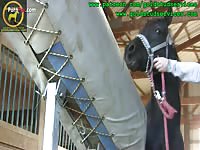 Horses stallion ejaculation and anal contraction during ejaculation
