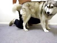 Husky m masturb video2 part2