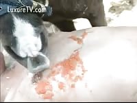 Japanese girls try to give horses a hand and a bit of head