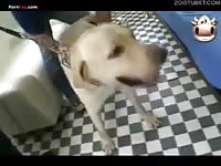 Japanese sex of busty girl and white pet