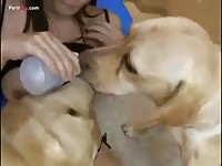 Japanese with dogs