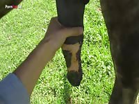 Je branle un cheval 9