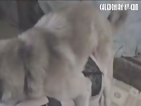 She loves the dog cum inside her