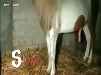 Sissi horse video 2