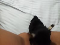 Small puppy eating a pussy