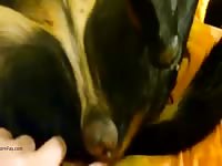 Teasing her pussy Gaybeast.com - Zoophilia Man